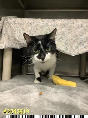 A senior small-sized female Domestic Short Hair cat named Penelope for adoption in West Palm Beach, FL