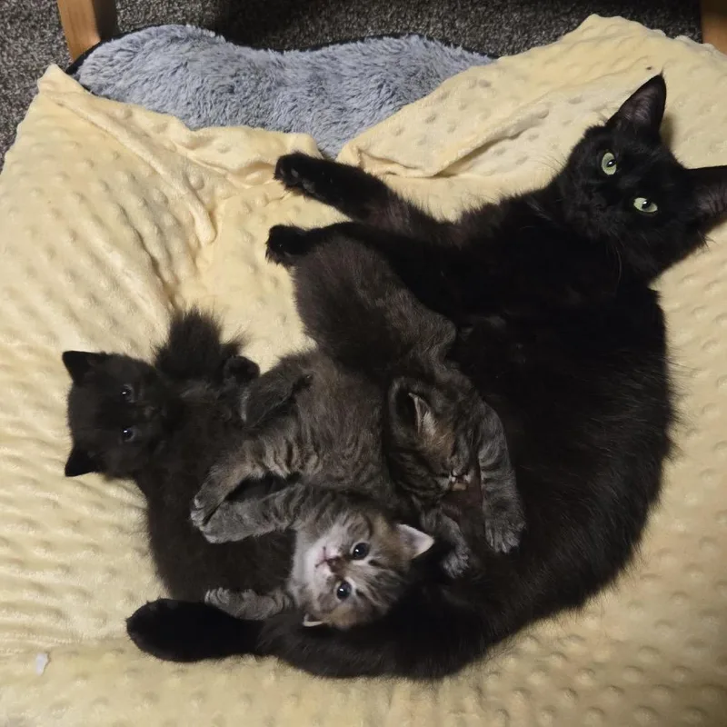 A baby small-sized female Brown / Chocolate Domestic Medium Hair cat named Sabrina for adoption in Chaska, MN