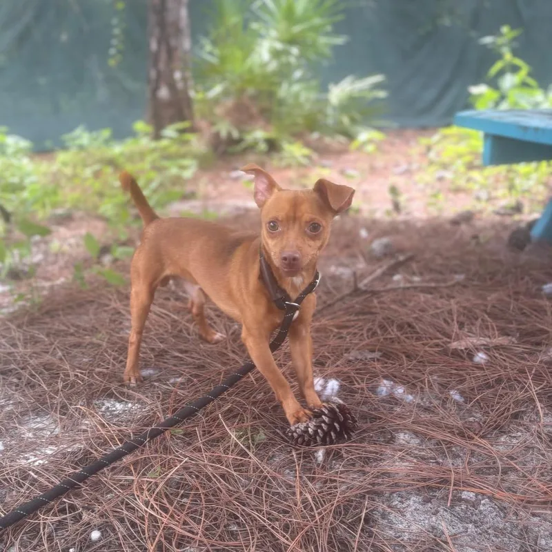 A young small-sized male Mixed Breed dog named Slinky for adoption in Naples, FL