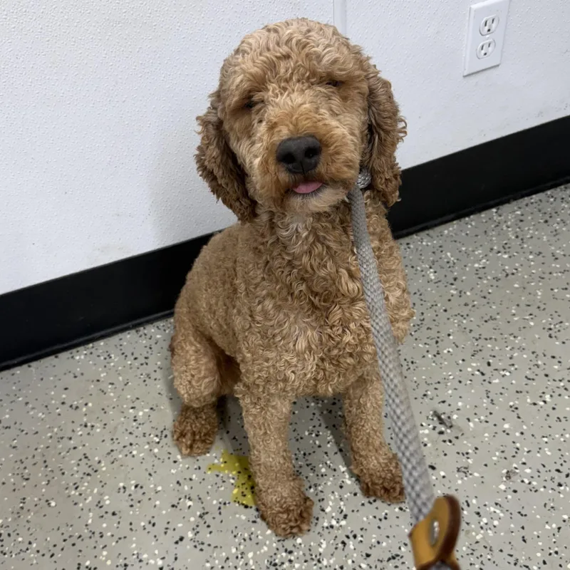A young medium-sized female Brown / Chocolate Poodle dog named Cassidy for adoption in Blue Springs, MO