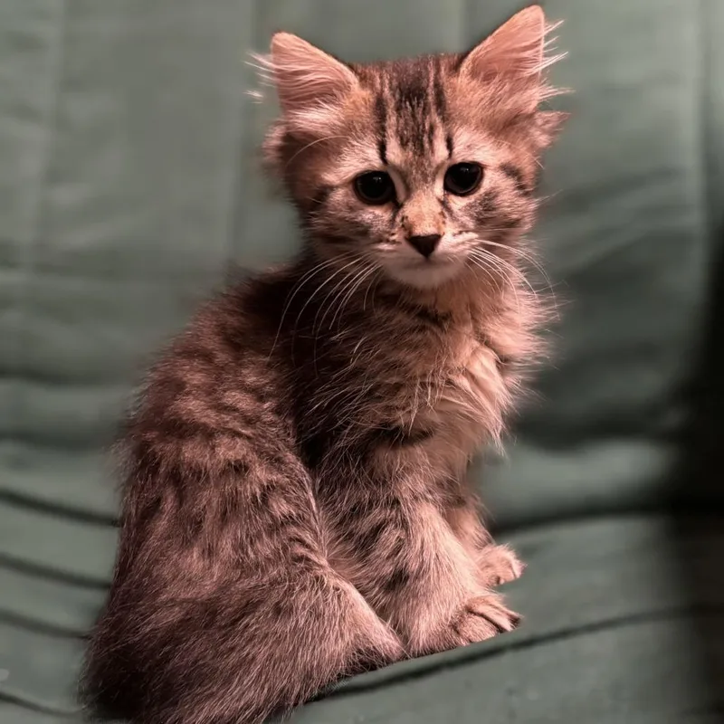 A baby small-sized female Brown / Chocolate Domestic Medium Hair cat named Paisley for adoption in Chaska, MN
