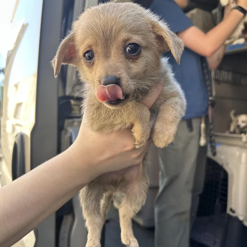 A baby small-sized male Yellow / Tan / Blond / Fawn Mixed Breed dog named Zeppole for adoption in Point Richmond, CA