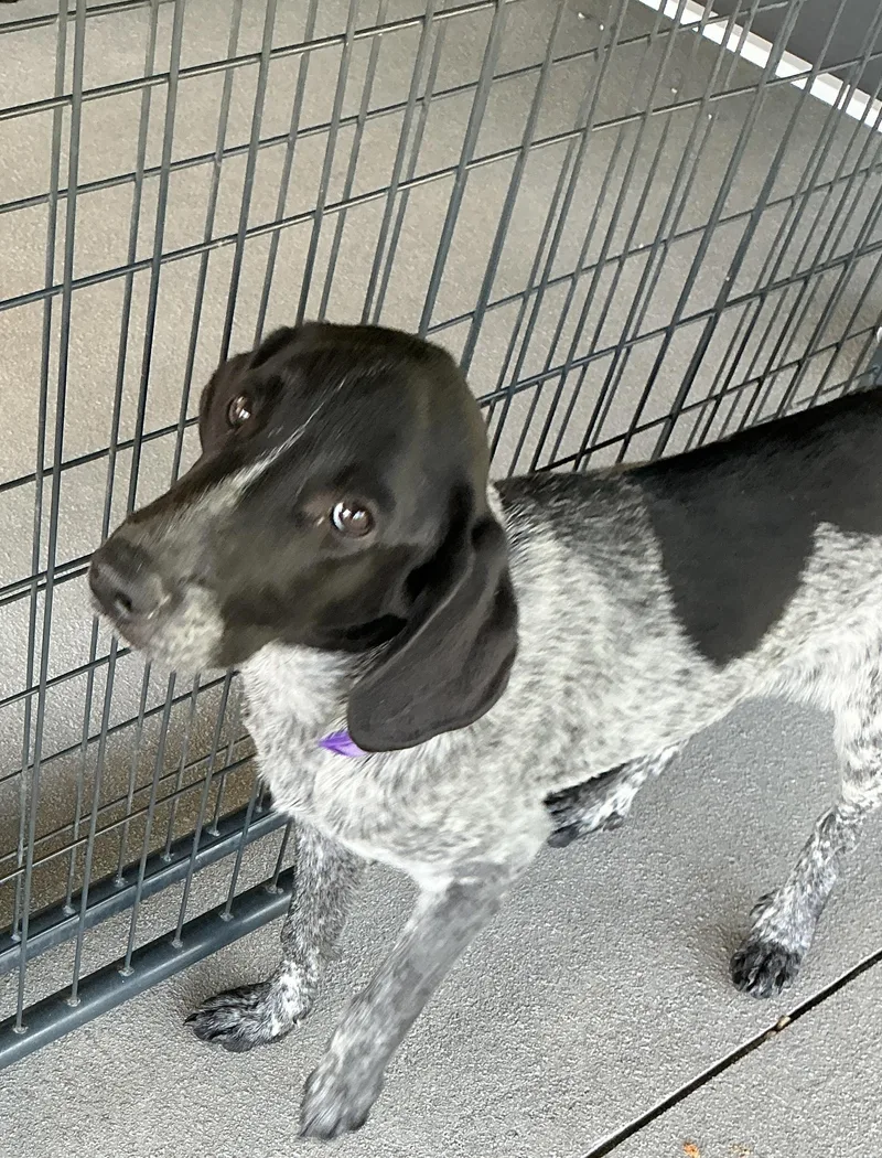 A young medium-sized male German Shorthaired Pointer dog named Ike for adoption in thomson, GA