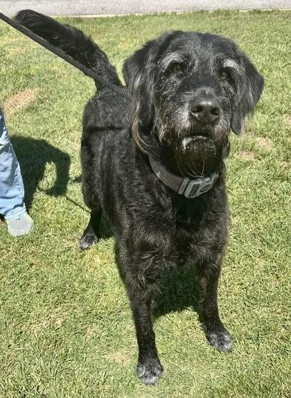 An adult large-sized male Black Mixed Breed dog named River for adoption in Georgetown, TX