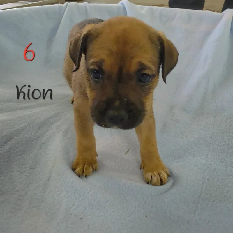 Kion