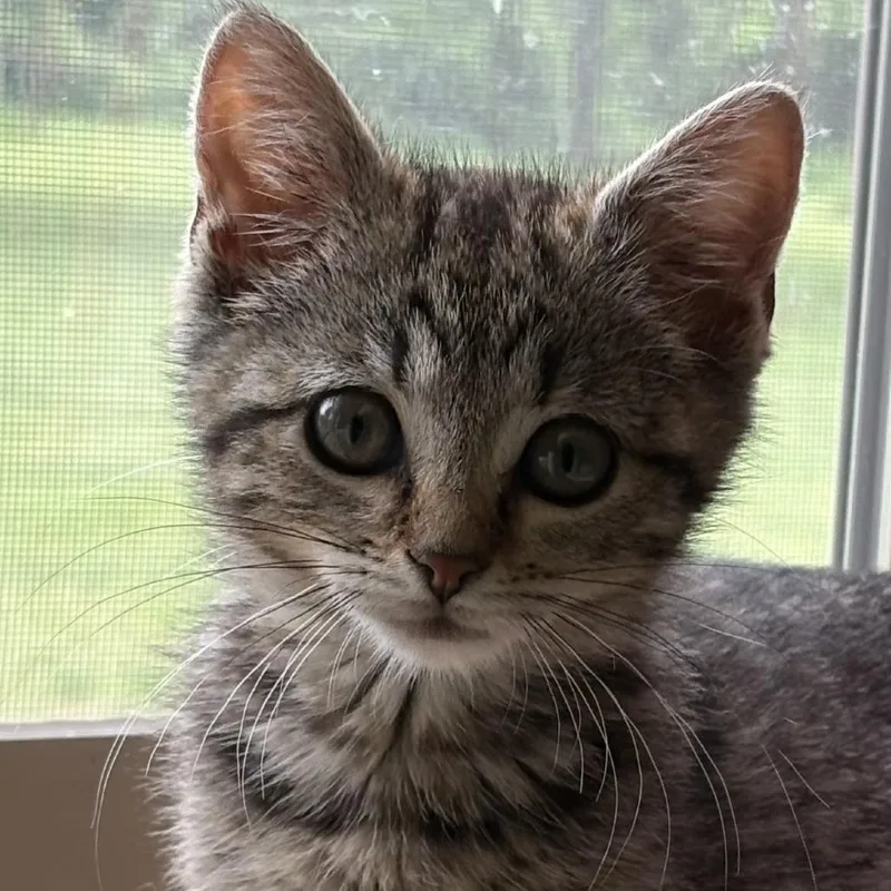 A baby small-sized female Brown / Chocolate Domestic Short Hair cat named Daphne for adoption in York, PA