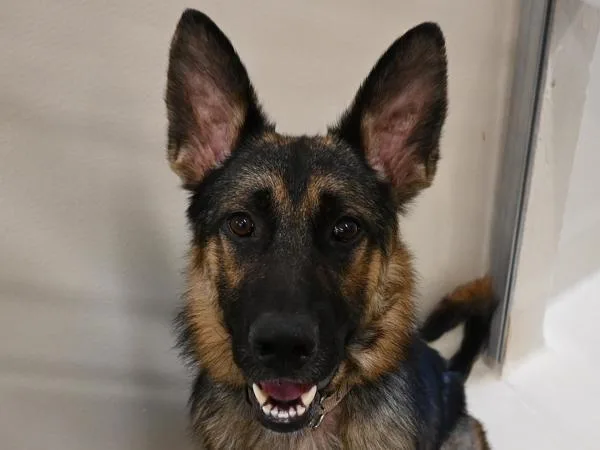 An adult large-sized male German Shepherd Dog dog named Ringo for adoption in Portland, OR