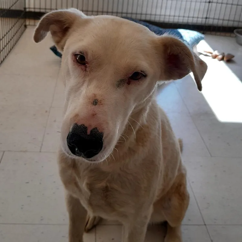 A baby small-sized female White / Cream Labrador Retriever dog named Maddie for adoption in Douglas, AZ