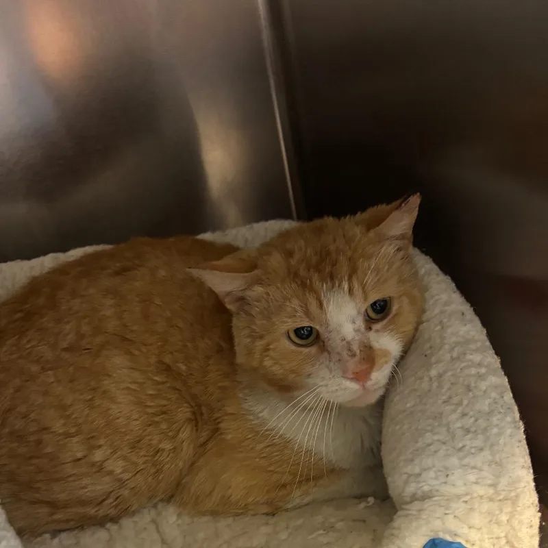 An adult medium-sized male Orange / Red Domestic Short Hair cat named Frito for adoption in Newark, DE