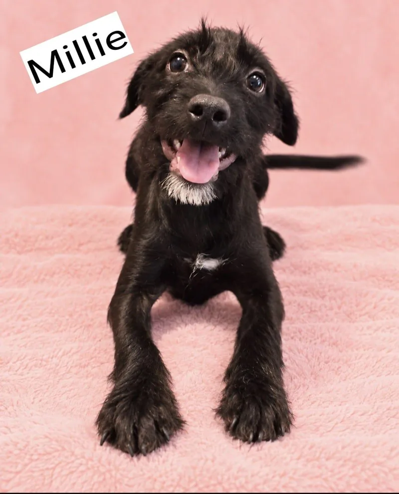 Millie thumbnail 2