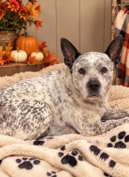 An adult medium-sized female Australian Cattle Dog / Blue Heeler dog named Sora for adoption in Winfield, KS
