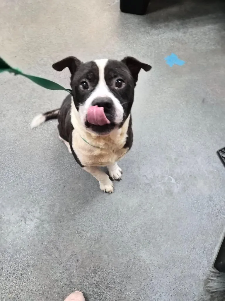 An adult medium-sized male Mixed Breed dog named Zeus for adoption in Rome, GA