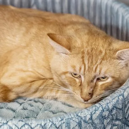 An adult medium-sized male Domestic Short Hair cat named Papa for adoption in Camano Island, WA