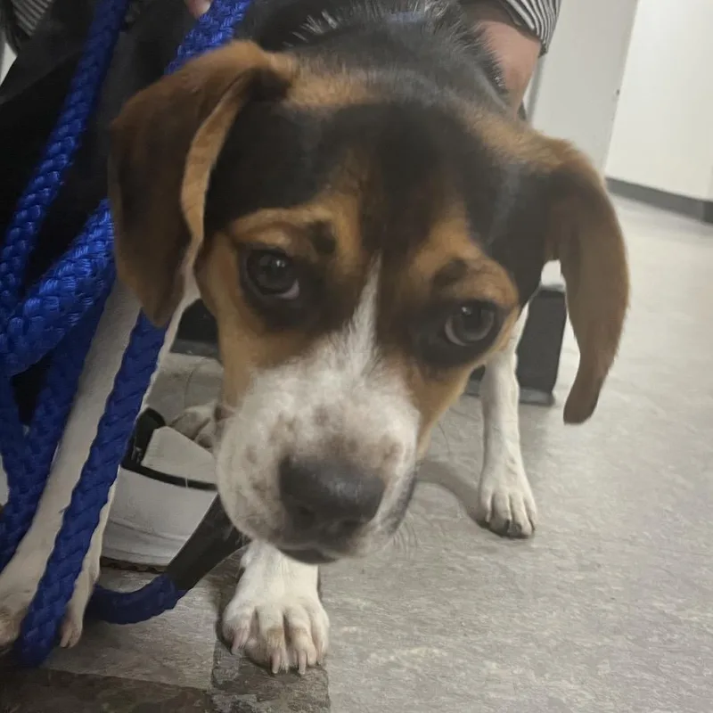 A baby small-sized male Black Beagle dog named Maximo for adoption in Philadelphia, PA