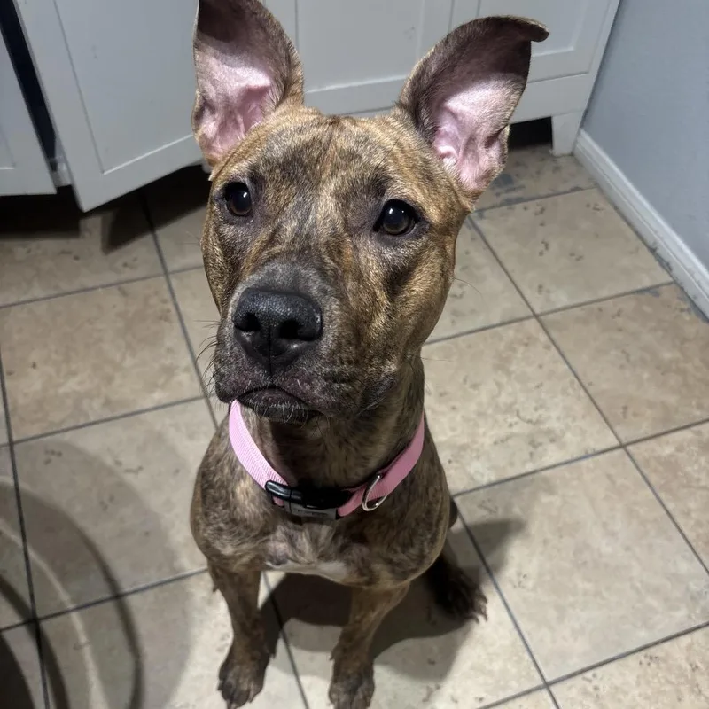 An adult medium-sized female Brindle Pit Bull Terrier dog named Xena A for adoption in Las Vegas, NV