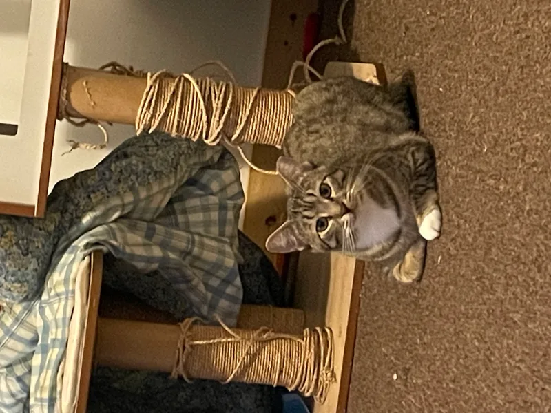 A young medium-sized male Tabby (Buff / Tan / Fawn) Tabby cat named Big Boy for adoption in Tacoma, WA