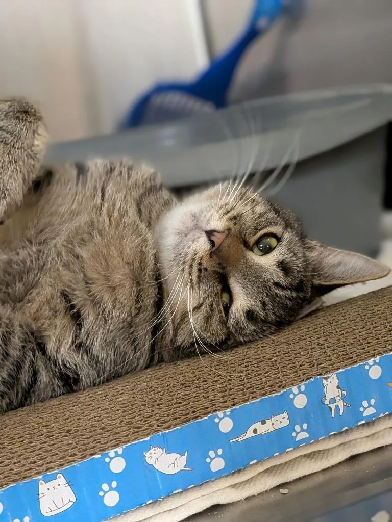 Belevedere thumbnail 2