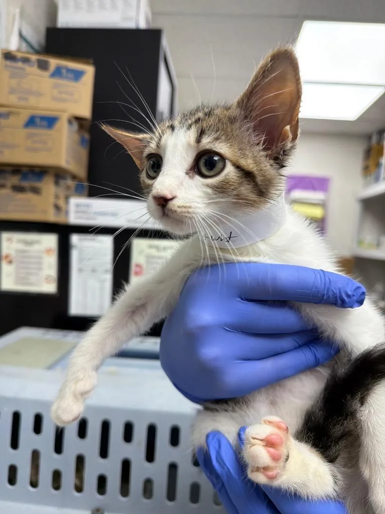 A baby medium-sized male Domestic Short Hair cat named Sawyer for adoption in Pomona, NY