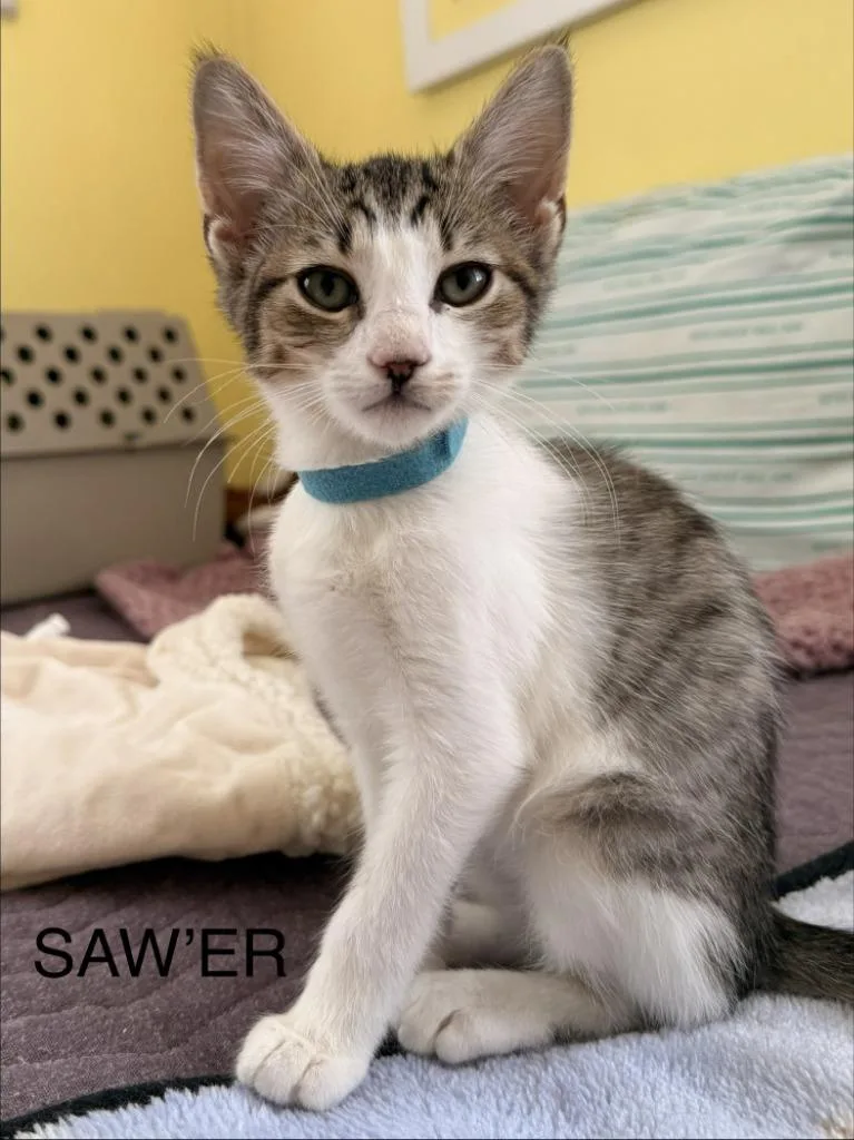 Sawyer thumbnail 2