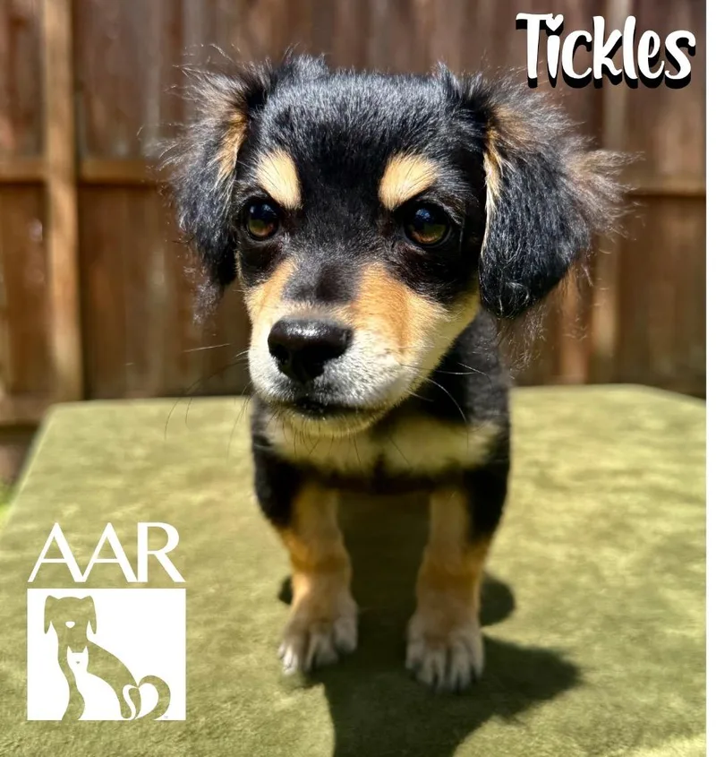 Tickles