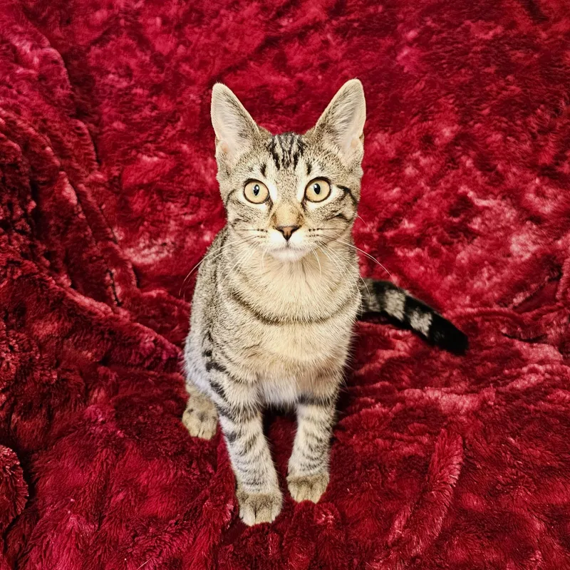 Kira