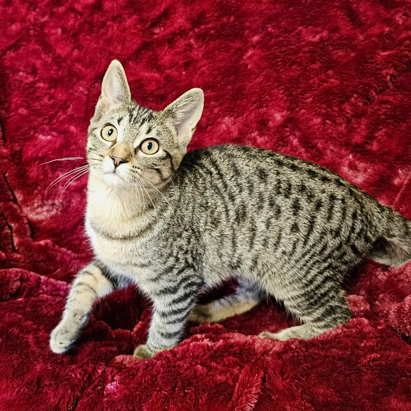 Kira thumbnail 3