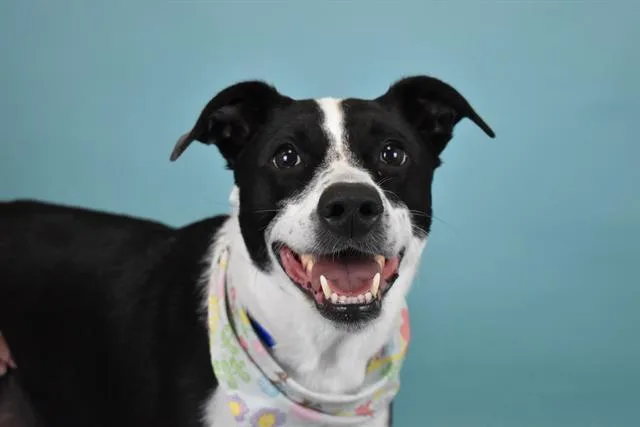 An adult medium-sized male Border Collie dog named Baby for adoption in Fort Lauderdale, FL