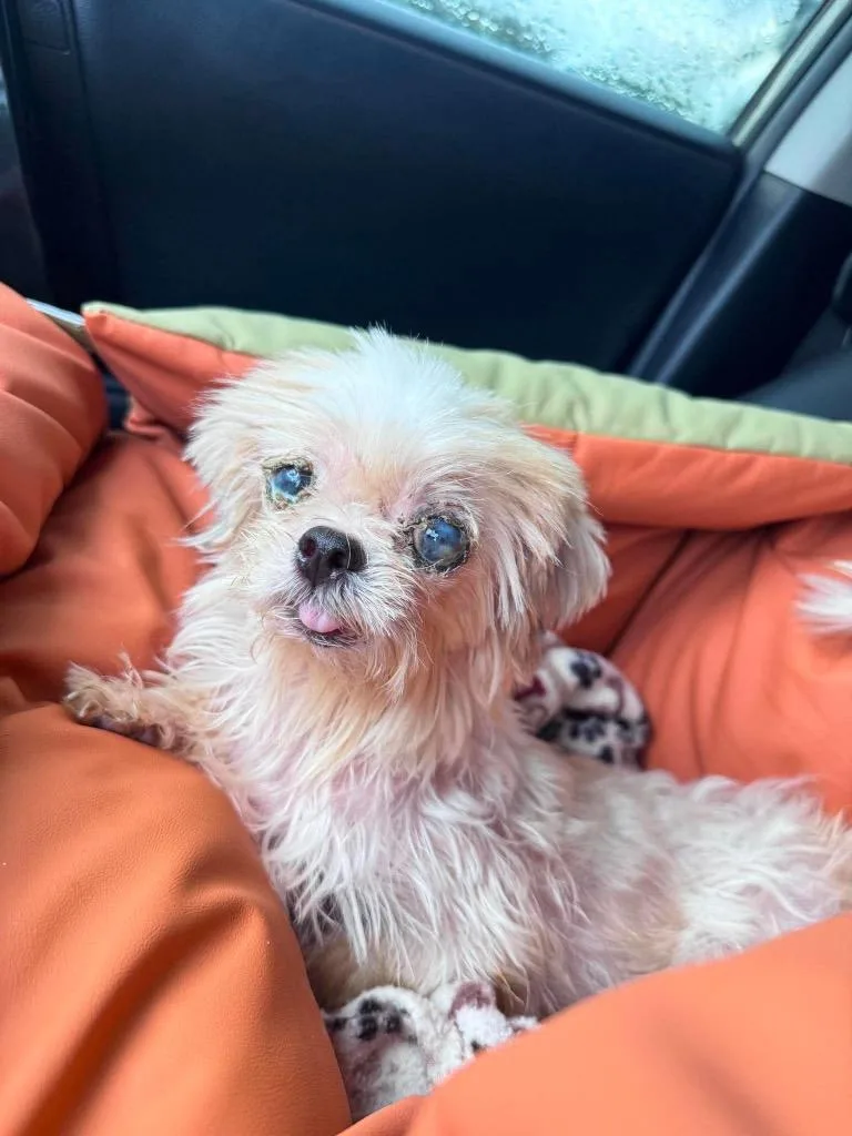 A senior small-sized female Shih Tzu dog named Norepinephrine for adoption in Bryan, TX