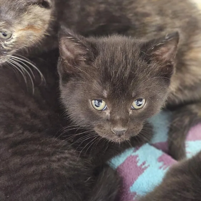 A baby small-sized male Black Domestic Short Hair cat named Oliver for adoption in Evansville, IN