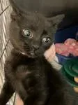 A baby medium-sized female Black Domestic Short Hair cat named Stella for adoption in Heathsville, VA