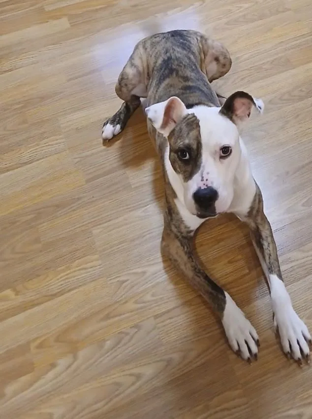 A young medium-sized male Mixed Breed dog named Frog Courtesy Listing for adoption in Midland, MI