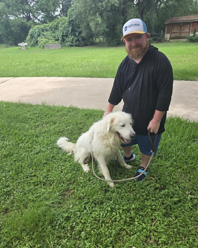 An adult large-sized male Great Pyrenees dog named Baymax Htx for adoption in Quinlan, TX