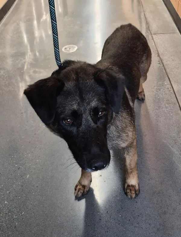 An adult medium-sized male German Shepherd Dog dog named Pen c Ryder for adoption in Lawrenceville, GA