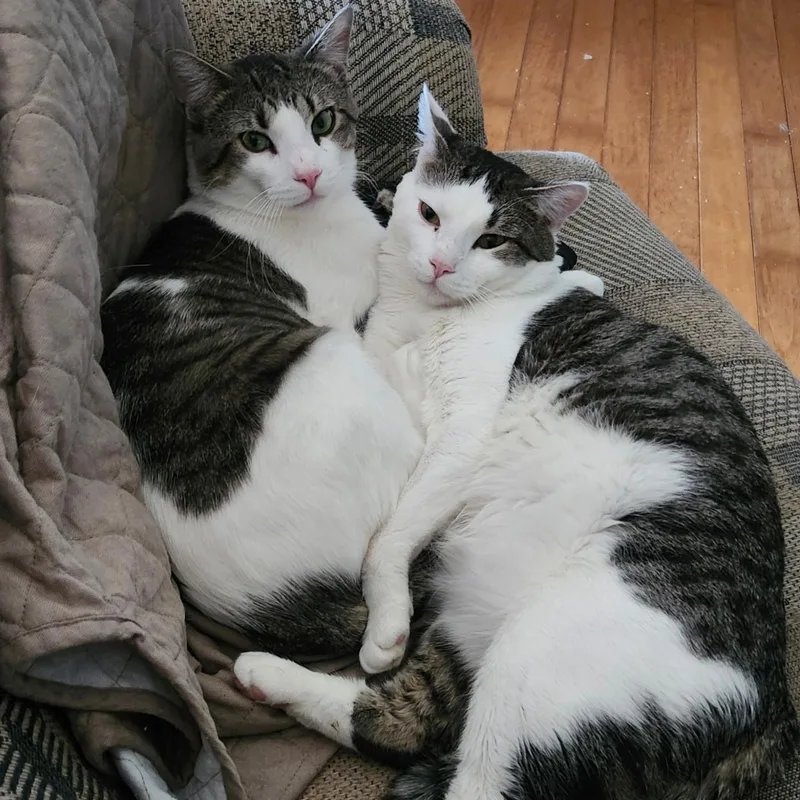 A young medium-sized male Black & White / Tuxedo Domestic Short Hair cat named Leo for adoption in Spring Lake Park, MN