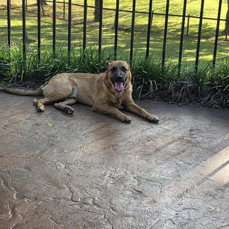 A young large-sized male Yellow / Tan / Blond / Fawn Shepherd dog named Alfie for adoption in Tulsa, OK