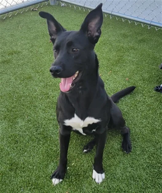 A young medium-sized female German Shepherd Dog dog named Sail Boat for adoption in Toledo, OH