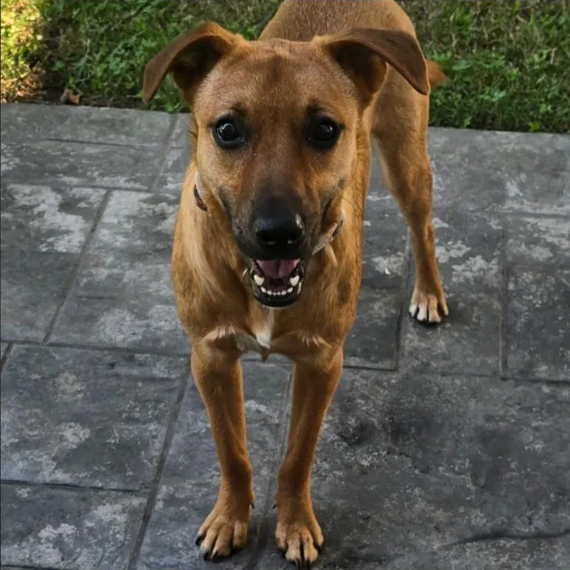 A baby medium-sized male Black Mouth Cur dog named Falcon for adoption in Philadelphia, PA
