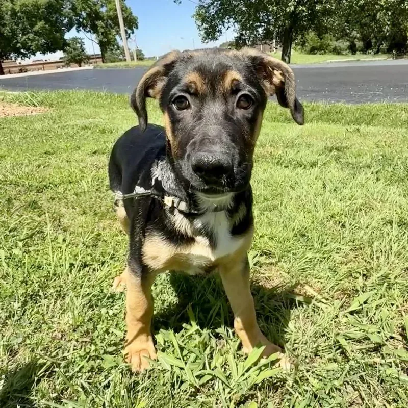 A baby large-sized male Brown / Chocolate Catahoula Leopard Dog dog named Opie K for adoption in Union, MO