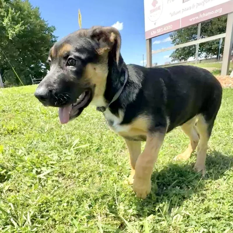 Opie K thumbnail 3