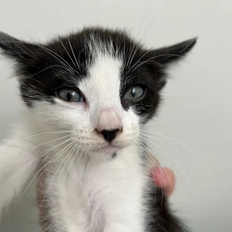 A baby small-sized female White Domestic Short Hair cat named Willow for adoption in Escondido, CA