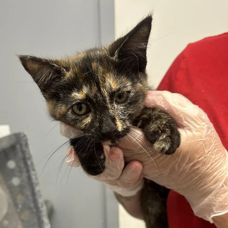 A baby small-sized female Calico Domestic Short Hair cat named Lottie for adoption in Birmingham, AL
