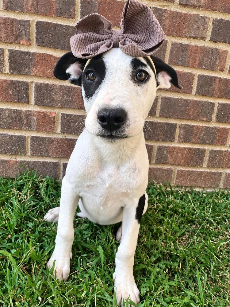 Perdita