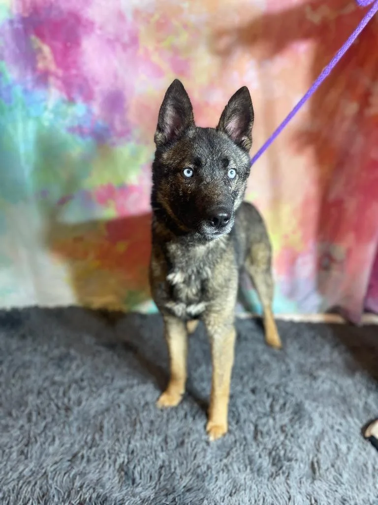 A young medium-sized male Shepherd dog named Thunder for adoption in Wintersville, OH