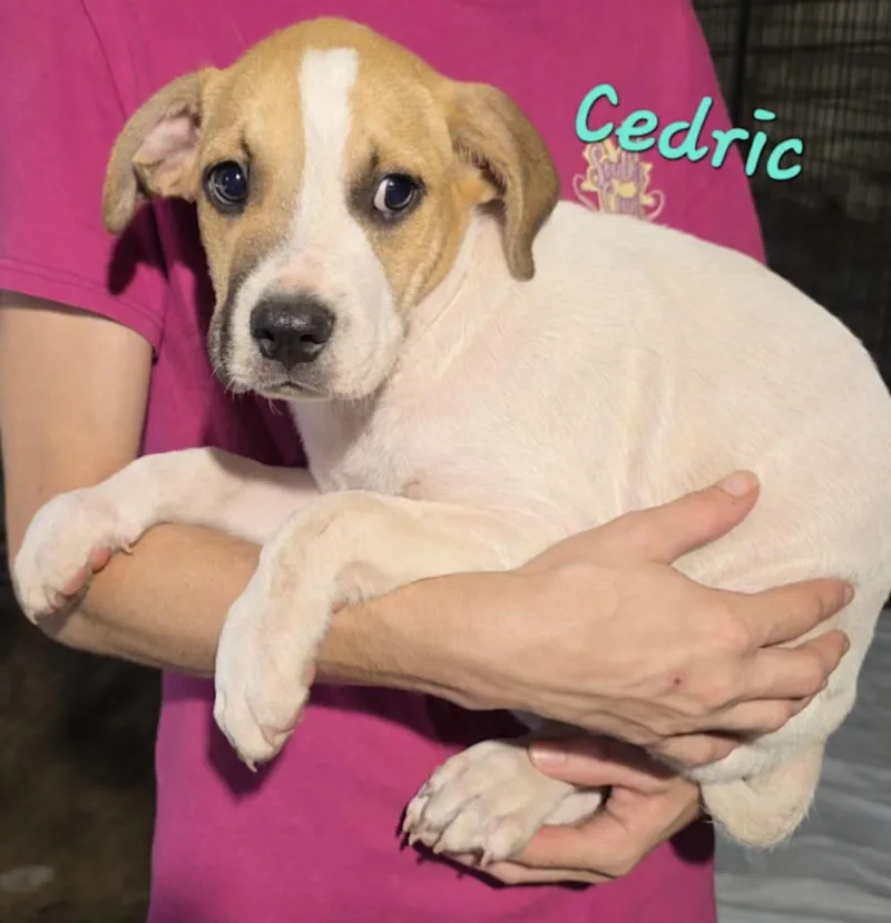 A baby medium-sized male Yellow / Tan / Blond / Fawn Basset Hound dog named Cedric for adoption in Watertown, CT