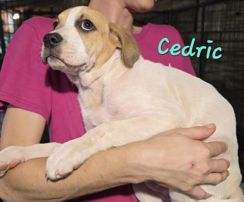Cedric thumbnail 2