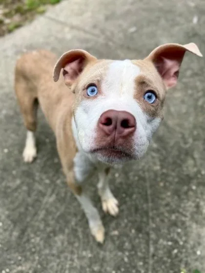 An adult medium-sized male Pit Bull Terrier dog named Faust for adoption in New Orleans, LA