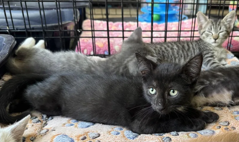 A baby medium-sized female Black & White / Tuxedo Domestic Short Hair cat named Shelby for adoption in Oviedo, FL