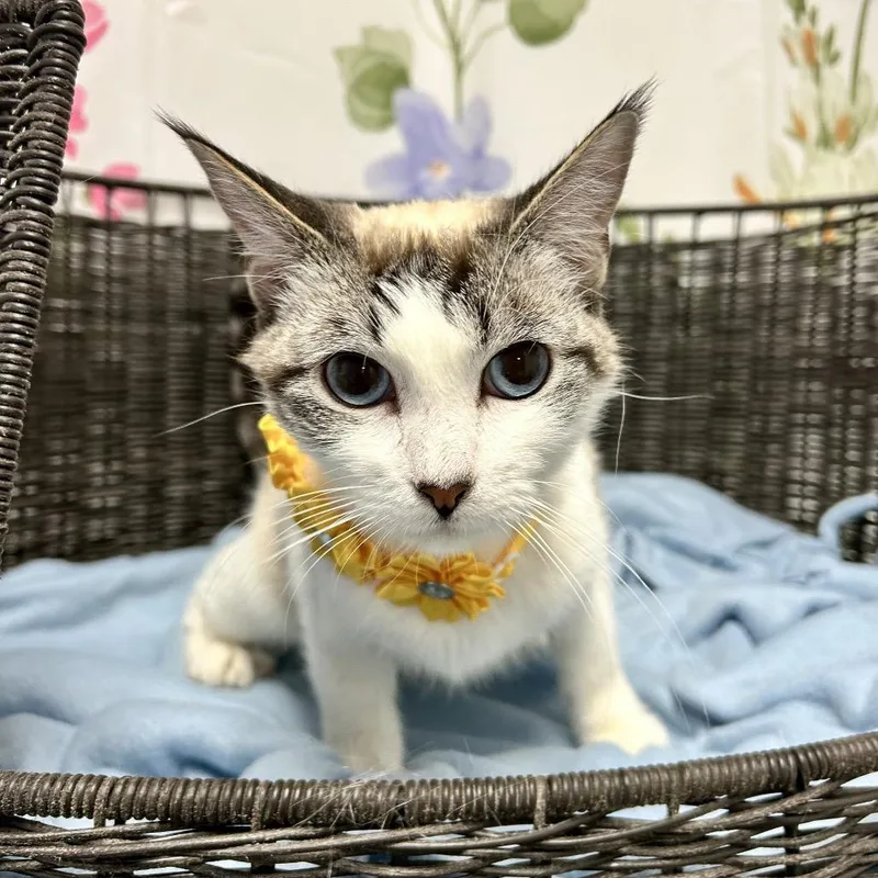 An adult medium-sized female Gray / Blue / Silver Snowshoe cat named Nayuki for adoption in Henderson, NV