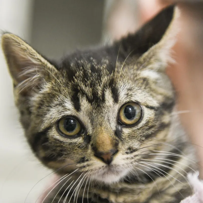 A baby small-sized female Brown / Chocolate Domestic Short Hair cat named Lisa for adoption in Redwood City, CA