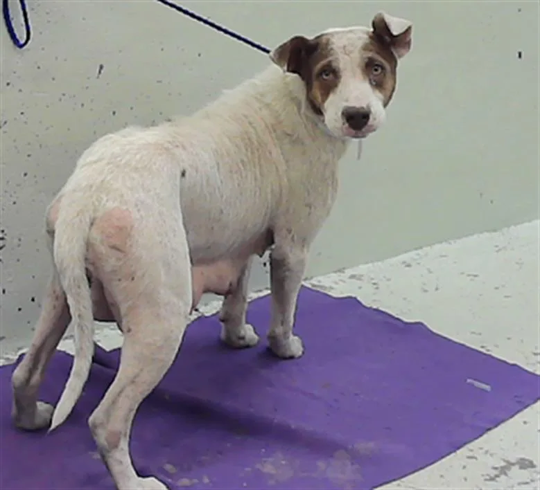 A young medium-sized female Staffordshire Bull Terrier dog named Bonnie for adoption in Houston, TX
